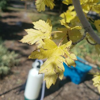 Autumn Tree, Lawn and Landscape - yellow leaves - Tree Services Near Me - Golden, Colorado Autumn Tree, Lawn and Landscape - yellow leaves - Tree Services Near Me - Golden, Colorado