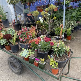 Mezcala Nursery - My purchases today. Thank you so much Rigo!!! - Nurseries & Gardening Near Me - Long Beach, California Mezcala Nursery - My purchases today. Thank you so much Rigo!!! - Nurseries & Gardening Near Me - Long Beach, California