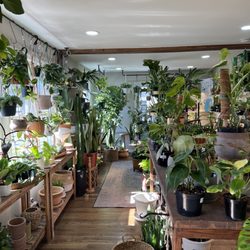 Hidden Seed Plant