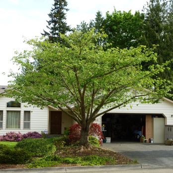 Olsen Tree Service - Cherry tree pruned.  Arborist level ornamental pruning. - Tree Services Near Me - Anacortes, Washington