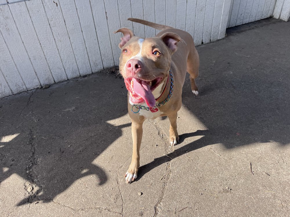 Haven Hound - pet boarding facility in Tacoma, WA