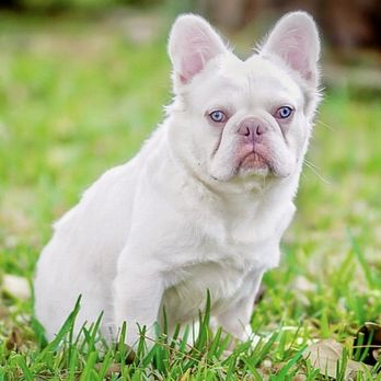 ブルドッグストア BULLDOG MIAMI 305 - Updated June 2026 - 505 Photos - 2742 SW 8th