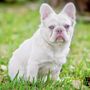 Photo of Bulldog Miami 305