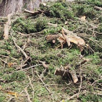 Timberwood Tree Service - Branches - Tree Services Near Me - San Francisco, California Timberwood Tree Service - Branches - Tree Services Near Me - San Francisco, California