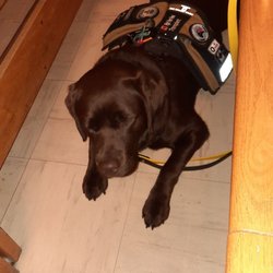 Chefs Butter Chicken - This is my Service Dog working in a place of worship. She watches, listens, and stays calm unless I need her.