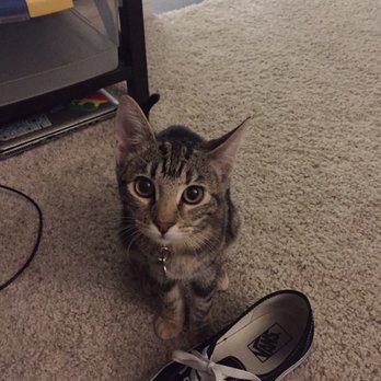 MeoowzResQ - Animal Shelters Near Me