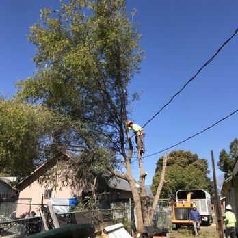 Lucero Tree Service - Working (Tree with Incoming Home Utility Feeds) - Tree Services Near Me Lucero Tree Service - Working (Tree with Incoming Home Utility Feeds) - Tree Services Near Me
