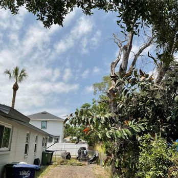 Floridian Tree Care - After! - Tree Services Near Me - St Petersburg, Florida Floridian Tree Care - After! - Tree Services Near Me - St Petersburg, Florida