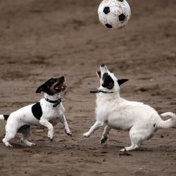 Happy Hounds - Futbol time!