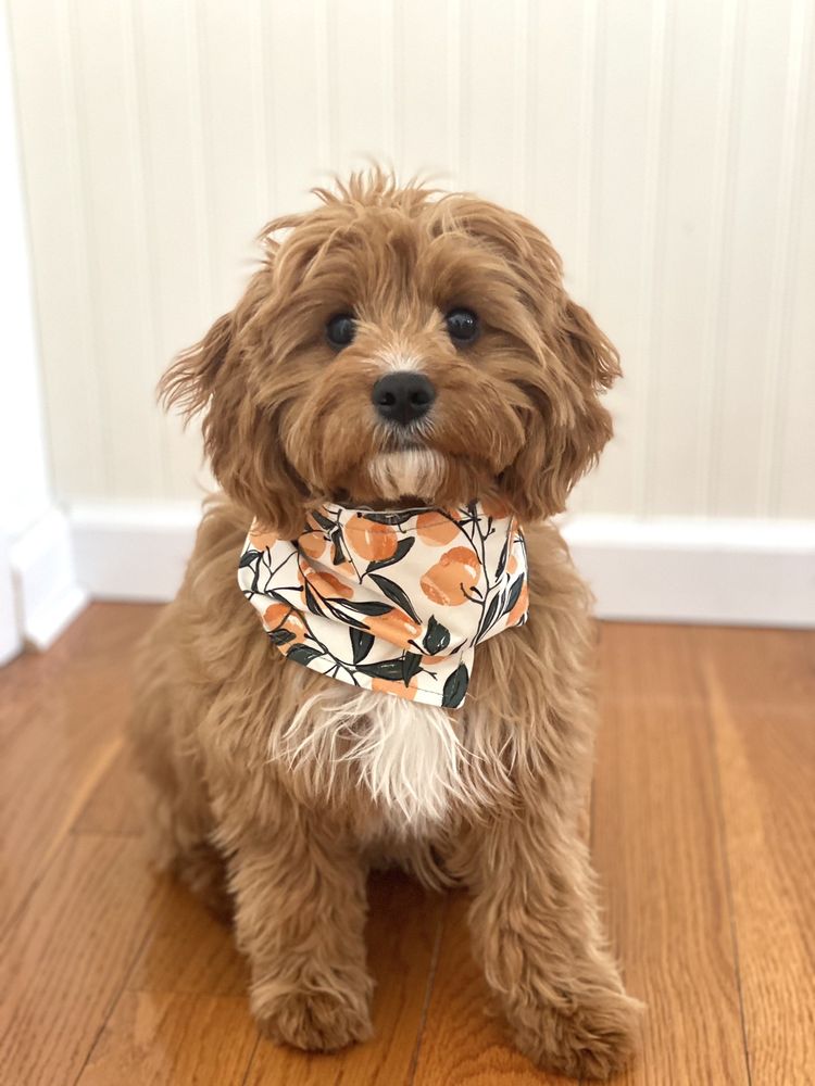 FURRYLICIOUS 268 Photos & 65 Reviews 531 US Hwy 22 E, Whitehouse Station, New Jersey Pet