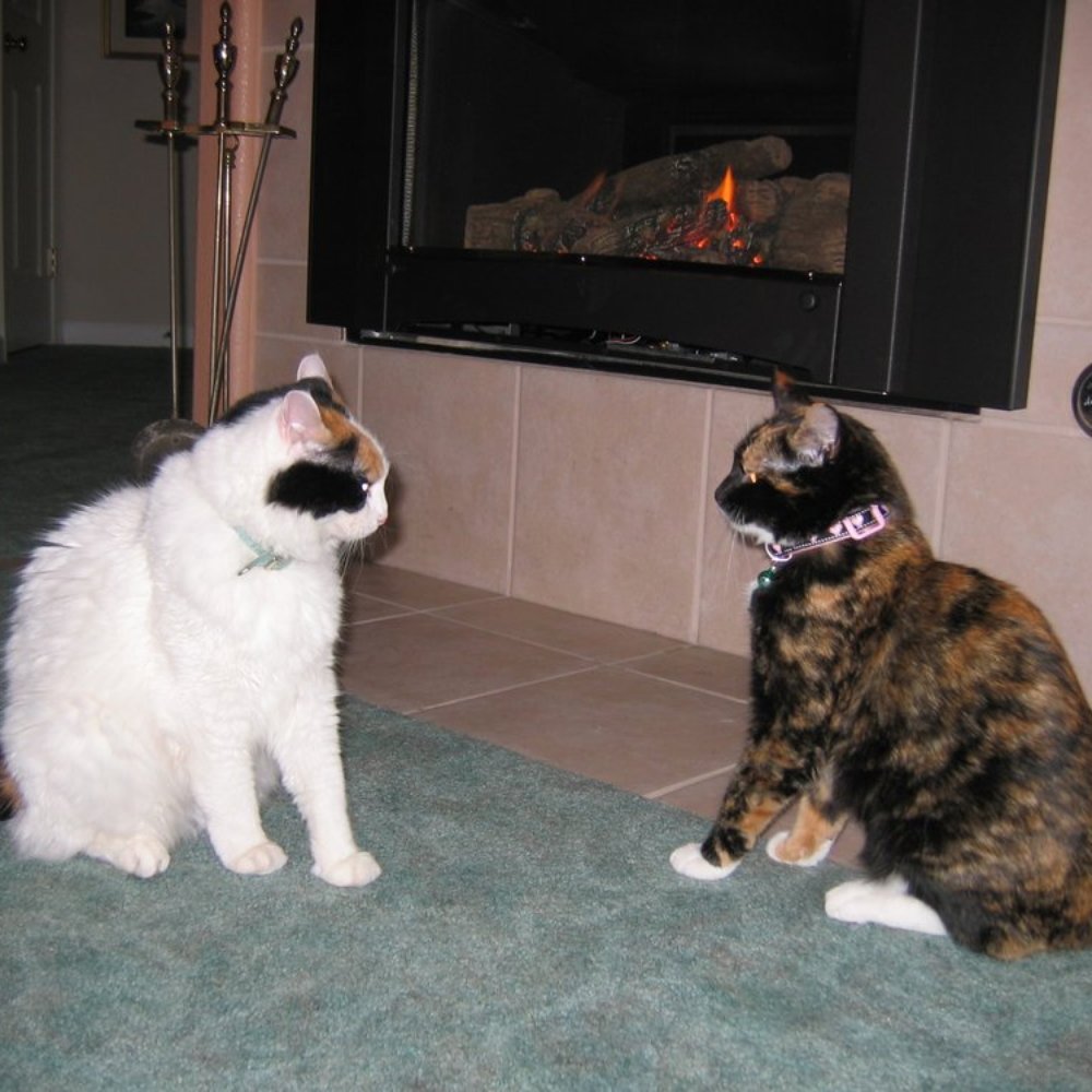 Malm Fireplace Center - Schmoozing in front of the new Malm Fireplace Insert - Fireplace Services Near Me - Santa Rosa, California Malm Fireplace Center - Schmoozing in front of the new Malm Fireplace Insert - Fireplace Services Near Me - Santa Rosa, California