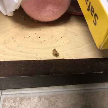 The Abbey At Enclave - More roaches - Apartments Near Me - Houston, Texas The Abbey At Enclave - More roaches - Apartments Near Me - Houston, Texas