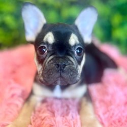 Puppy Dog Nursery - We have been the obvious choose for thousands of families over the past 3 years!! Stop by today to see why!!