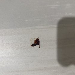 A second blob of dried menstrual blood on the bathroom floor.