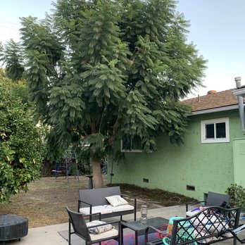 Pearloga Tree service - Jacaranda before - Tree Services Near Me Pearloga Tree service - Jacaranda before - Tree Services Near Me