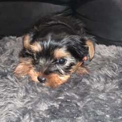 Yo Yo Yorkies