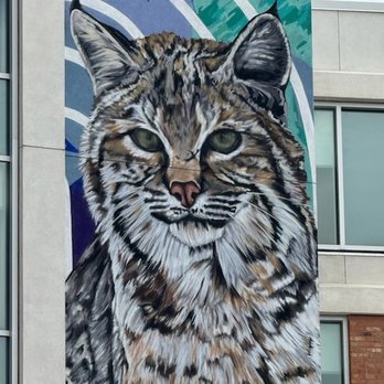 Mangelsen - Bobcat photos and videos Tom took in Yellowstone,  stimulated a reinterpretation by mural artist Alexandrea   Pangburn - Art Galleries Near Me - La Jolla, California