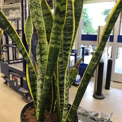 Lowe's Home Improvement - Air cleaning plant- sansaveria