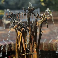 Rip Van Winkle Gardens - Fountain in patio