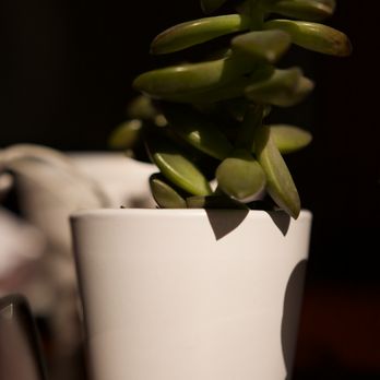 The Coconut Downtown - Jade Plant on the Table - Thai Near Me - Reno, Nevada The Coconut Downtown - Jade Plant on the Table - Thai Near Me - Reno, Nevada