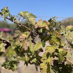 Oak Creek Vineyards & Winery - Shriveled grapes of the desert wrath