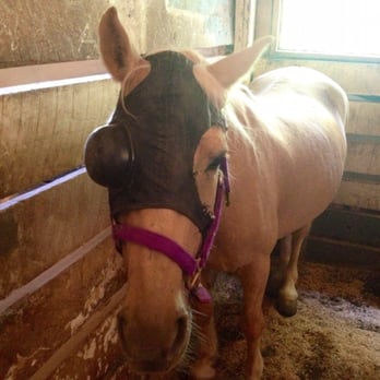 Sarah's Pony Rides - Horseback Riding Near Me - Willow Springs, Illinois