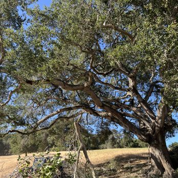 Coastal Tree Tenders - Tree Services Near Me Coastal Tree Tenders - Tree Services Near Me