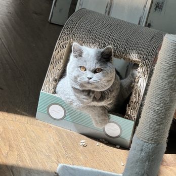 Peace Arch Veterinary Hospital - My beautiful boy - Veterinarians Near Me - Surrey, British Columbia Peace Arch Veterinary Hospital - My beautiful boy - Veterinarians Near Me - Surrey, British Columbia
