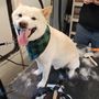 Photo of Zen Paws Retreat