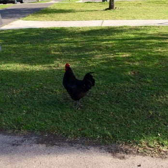 Kenner City Park Pavilion - Rooster - Parks Near Me - Kenner, Louisiana Kenner City Park Pavilion - Rooster - Parks Near Me - Kenner, Louisiana