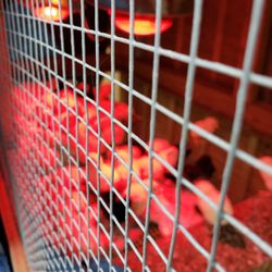 Under the Pines Farm - Baby chicks