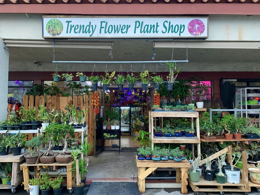 TRENDY FLOWER PLANT SHOP 1981 Photos & 61 Reviews 8931 Westminster