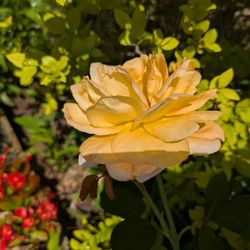 Varner's Greenhouse & Nursery