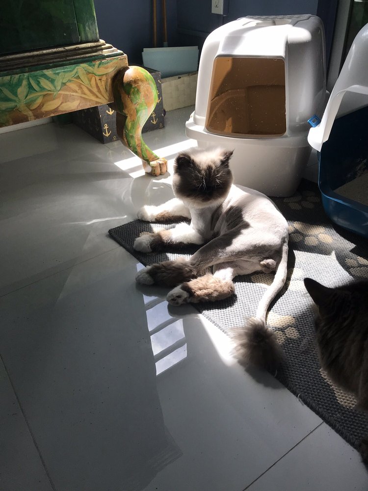 IMPERIAL MOBILE GROOMER Updated September 2024 11 Photos & 11