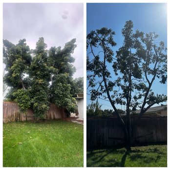 My Tree Experts - Tree Services Near Me