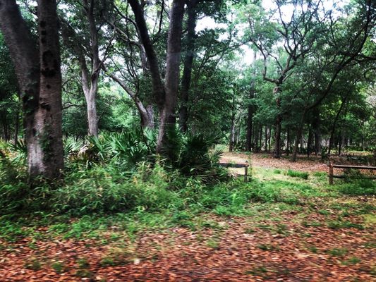 Sea Pines Forest Preserve by null