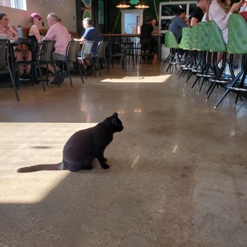 BabyCat Brewery - Brewpubs Near Me - Kensington, Maryland