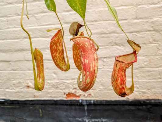 Buffalo and Erie County Botanical Gardens by null