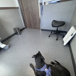 Billings Animal Family Hospital - Clean vet room