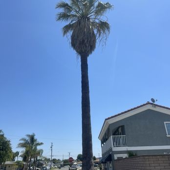 A's Tree Service - Before - Tree Services Near Me - Placentia, California