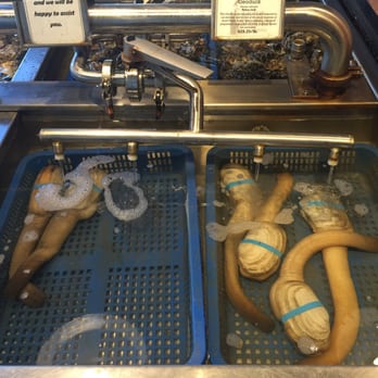 Taylor Shellfish Farms - Fresh Geoduck - Seafood Near Me - Seattle, Washington Taylor Shellfish Farms - Fresh Geoduck - Seafood Near Me - Seattle, Washington