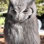 Photo of The Center for Birds of Prey