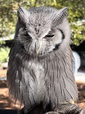 The Avian Conservation Center & Center for Birds of Prey by null
