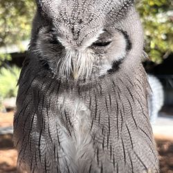 The Center for Birds of Prey - Western screech owl.   Held by a volunteer.  Just the cutest 6" puffball!  Don't be fooled tho, this guy can take down a cottontail rabbit!!