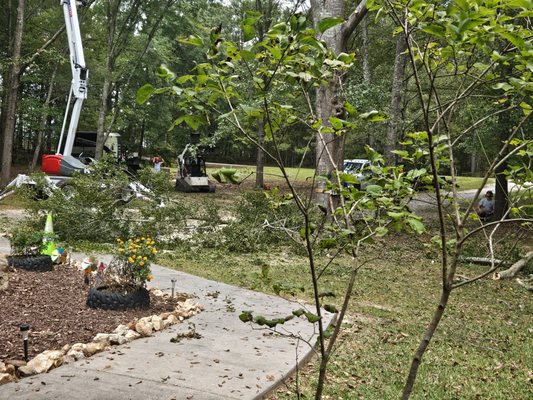 GREEN TREE SERVICE - Updated June 2026 - 35 Photos - 307 Camp Rd ...
