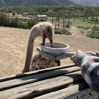 Surfs Up Limos - Ostrich and Emu farm - Limos Near Me Surfs Up Limos - Ostrich and Emu farm - Limos Near Me