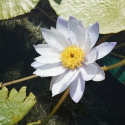 志蓮淨苑 - Flower pond