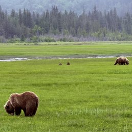 Big Brown Bears in Lake Clark National Park Big Brown Bears in Lake Clark National Park