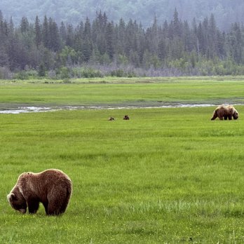 Ninilchik Charters - Big Brown Bears in Lake Clark National Park - Boat Charters Near Me - Ninilchik, Alaska