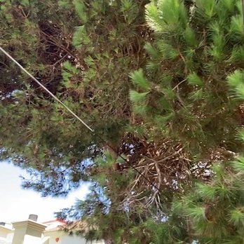 Angel Tree Care - Electric wire running through large Stone Pine tree - Tree Services Near Me Angel Tree Care - Electric wire running through large Stone Pine tree - Tree Services Near Me